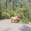 Rocky Mountain Elk